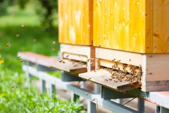 matériel d'apiculture